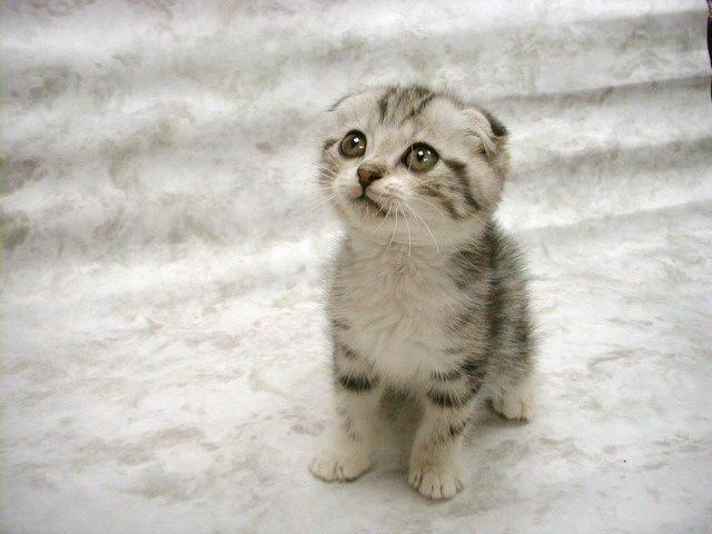 kitty-too-cute.jpg