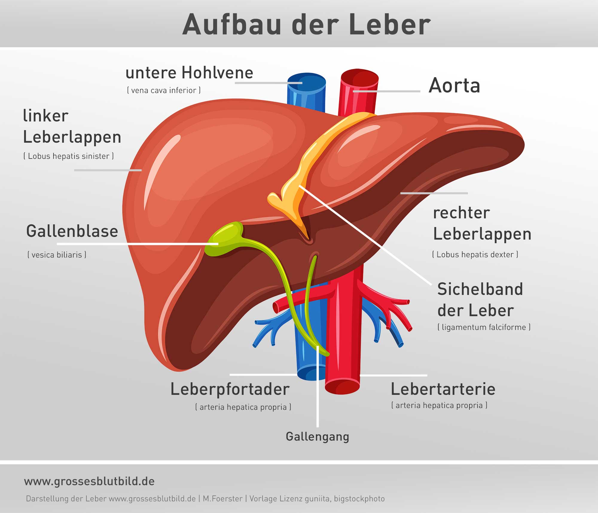 leber-aufbau-organ.jpg