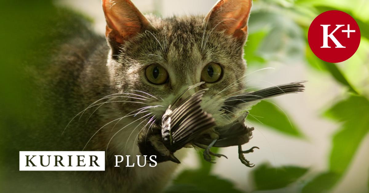 kurier.at