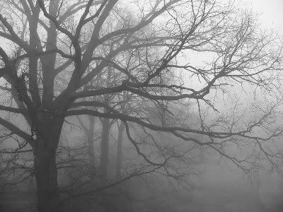 kleinnebel.jpg