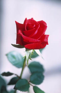 rose.jpg