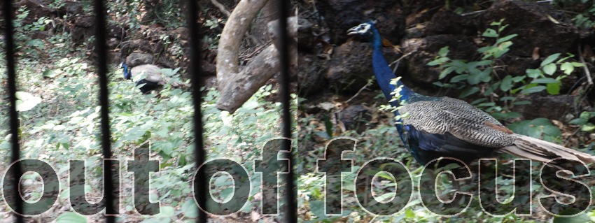 life-behind-bars.jpg