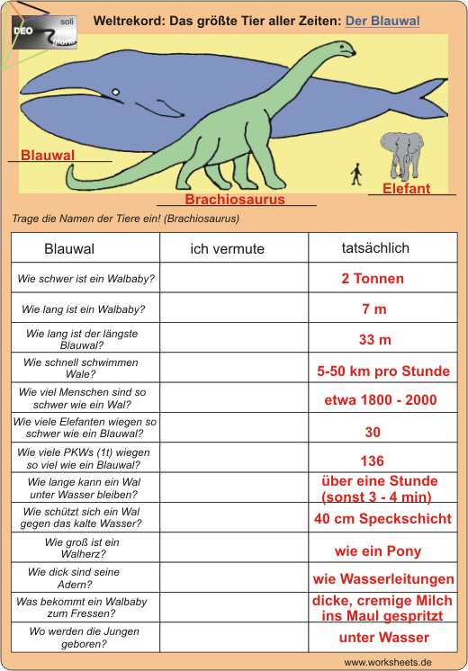 Weltrekord-Blauwal-Los.jpg