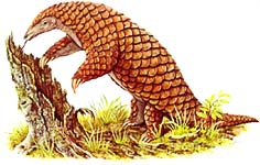 pangolin_liveastrology.jpg