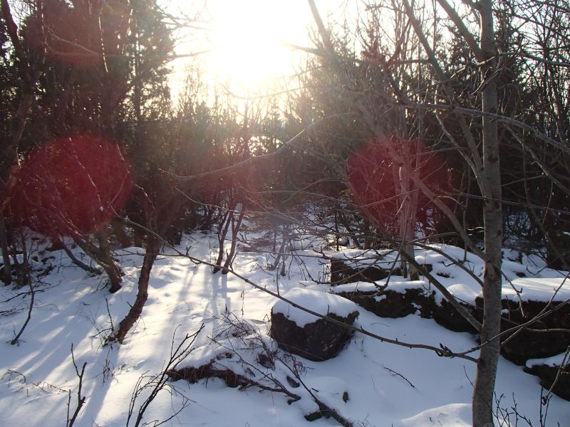 P2137998.jpg