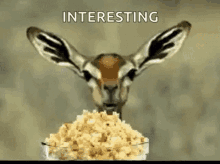 kenga.gif