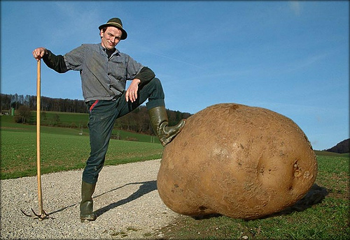kartoffel.jpg