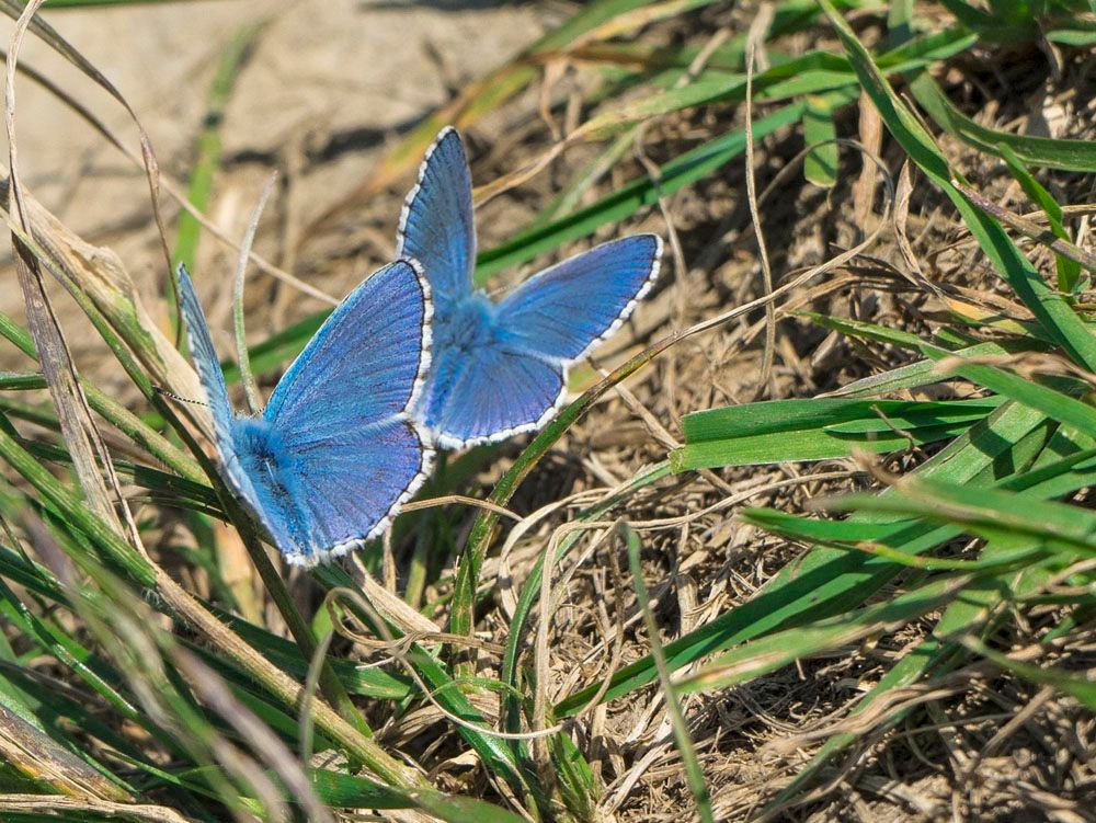 BlauerSchmett1_zps02eadc6e.jpg