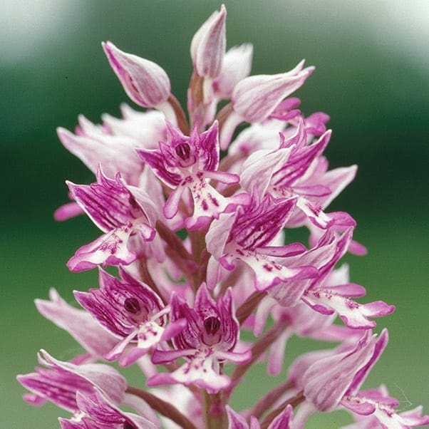 www.natura-naturans.de