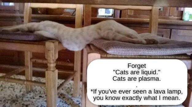 cat-are-what