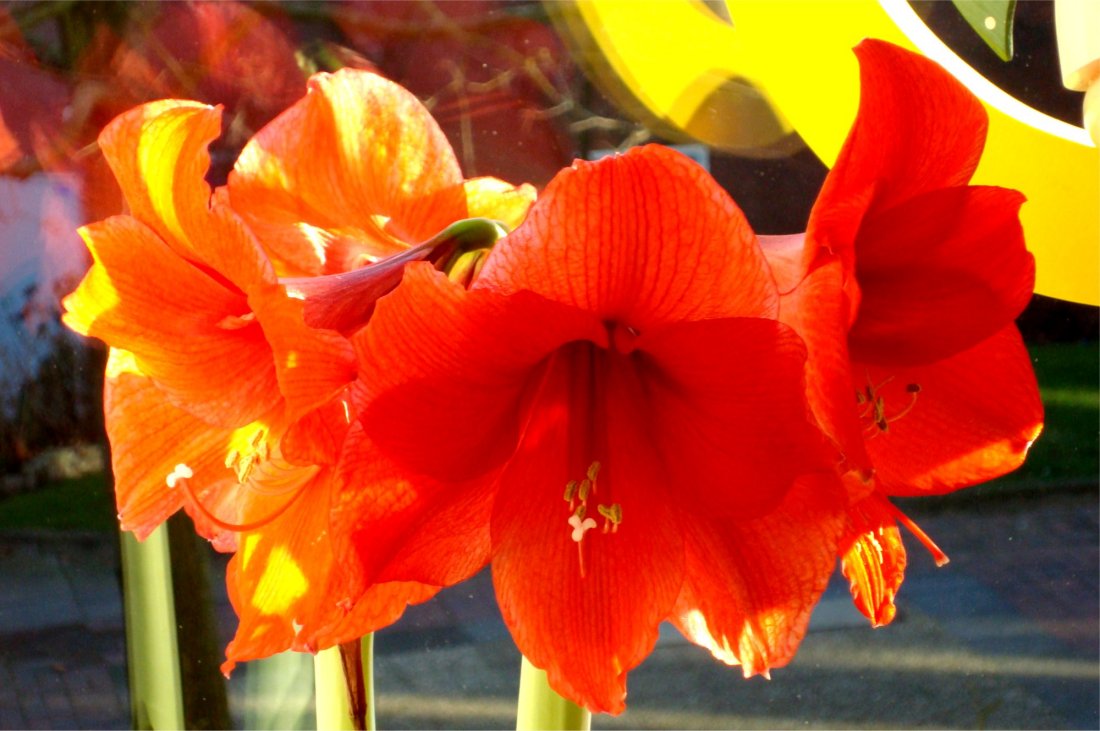 blume_fenster_rot.jpg