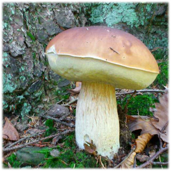 27121579eo.jpg