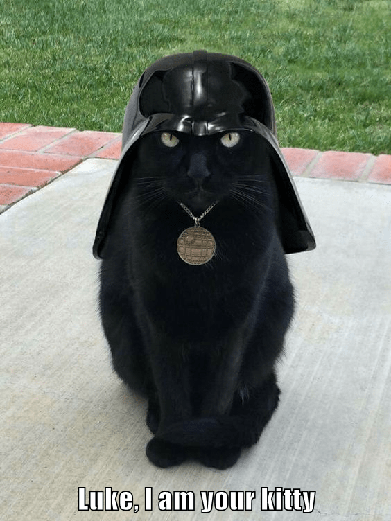 luke-i-am-your-kitty