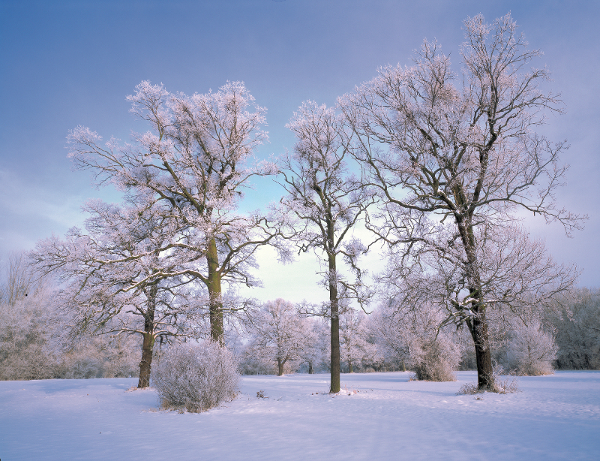 Eichen_Winter.jpg