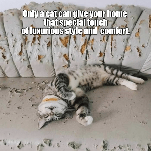 only-a-cat-can