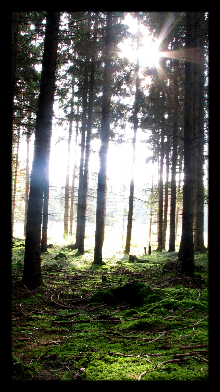 Herbstsonne_by_Pestfee.jpg