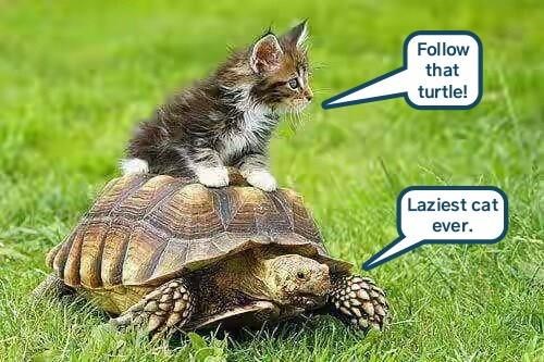 follow-that-turtle
