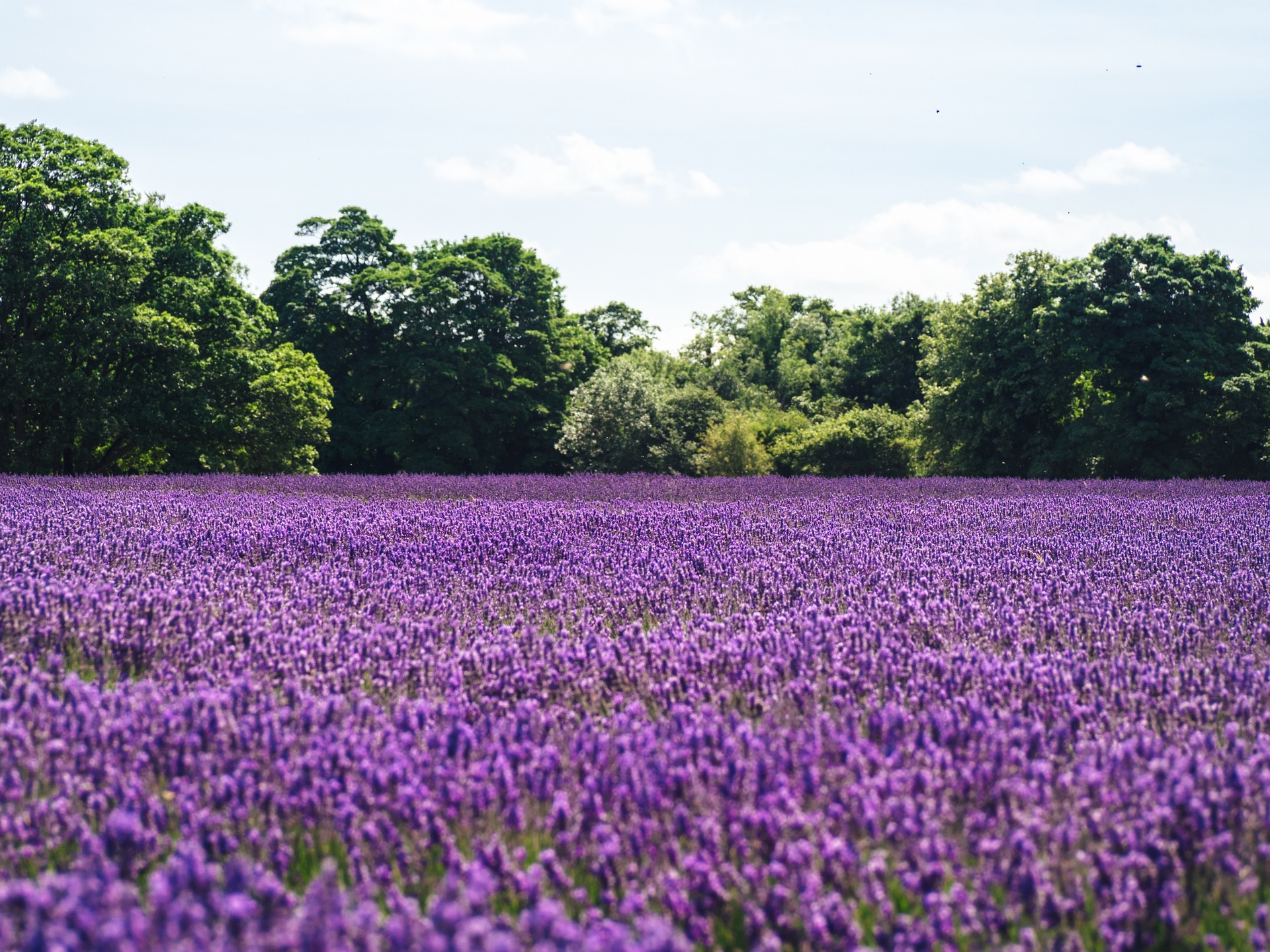 www.lavendel.net