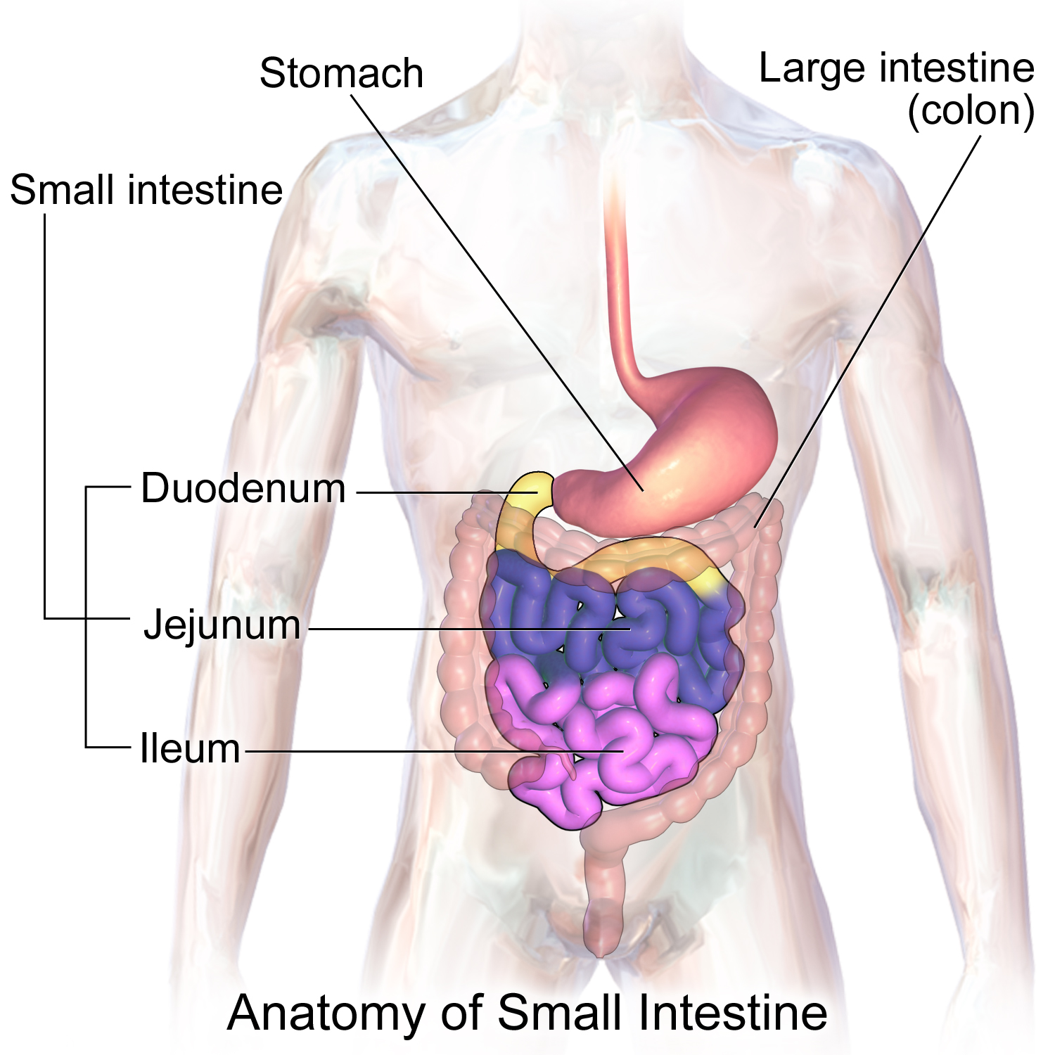 Blausen_0817_SmallIntestine_Anatomy.png