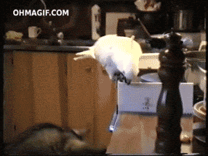 qy9uvl4opy5.gif