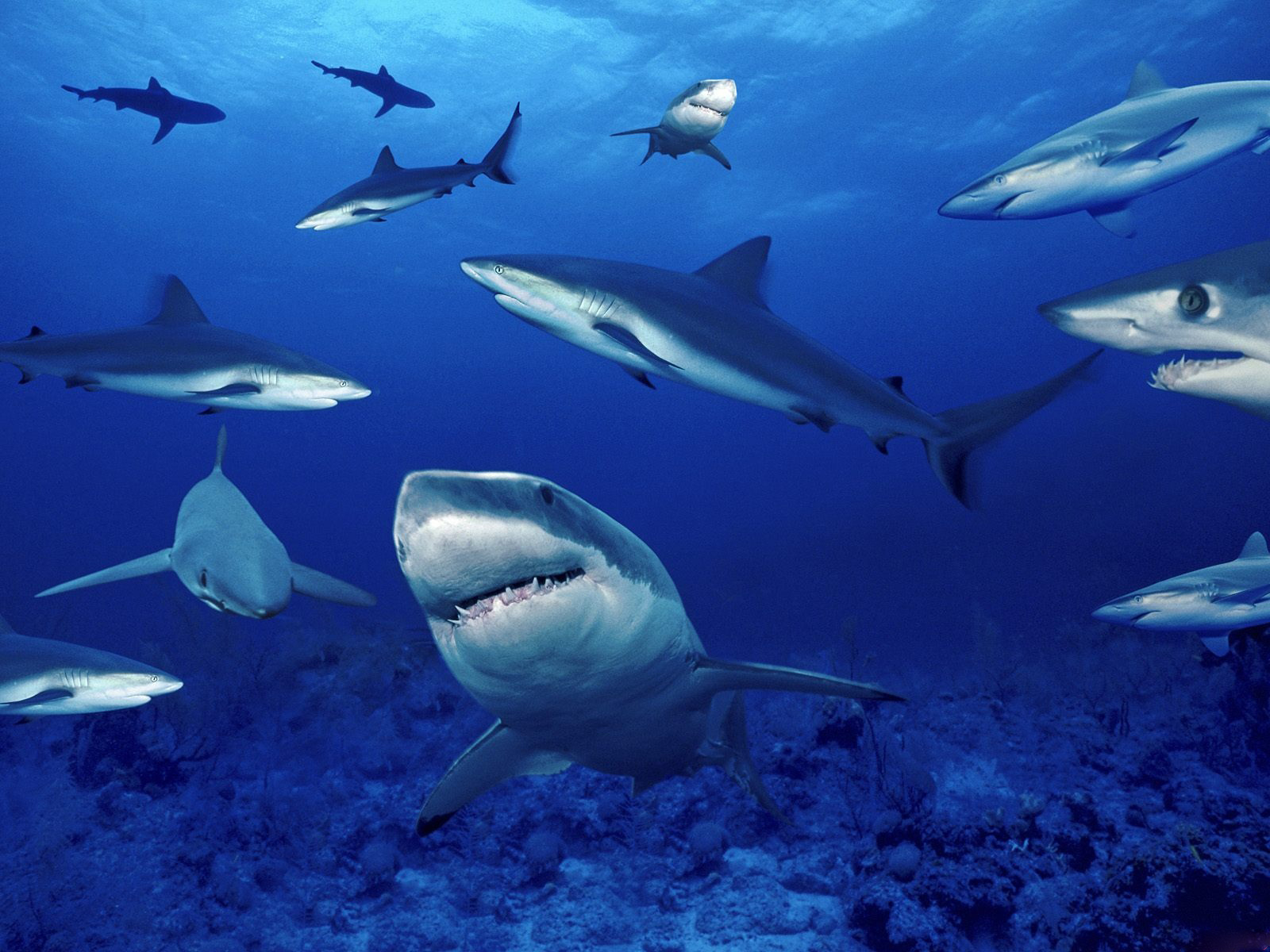 wallpaper_onder-water_animaatjes-26.jpg