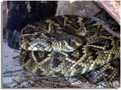 eastern-diamondback.jpg