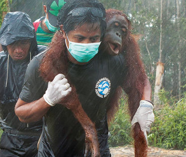 borneo-orangutan-rescue.jpg