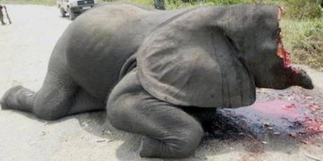 20228_elephant_missing-face-lg_1_460x230.jpg