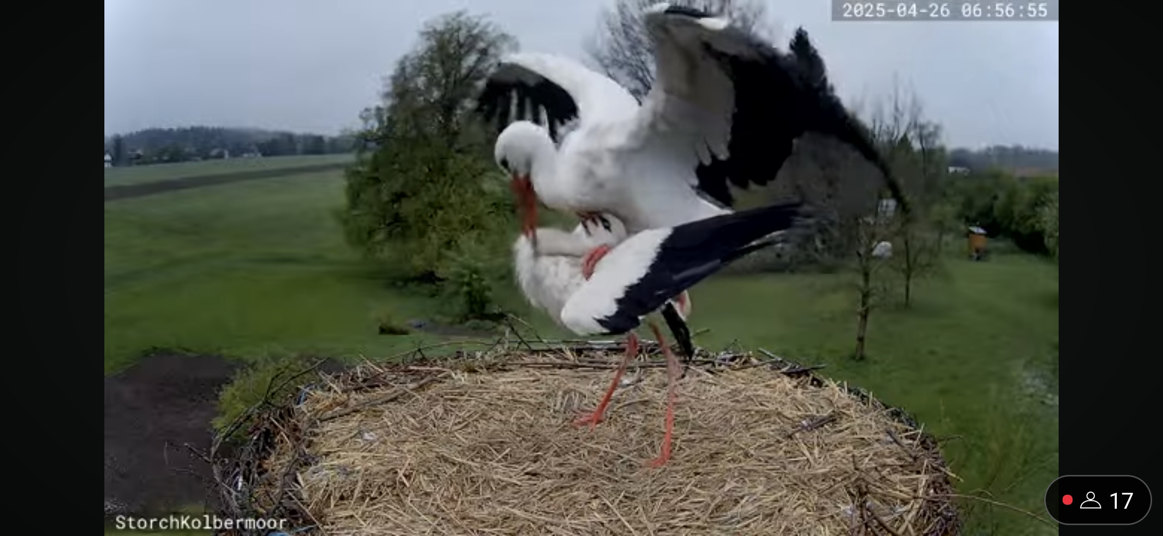 storchennest-kolbermoor.de