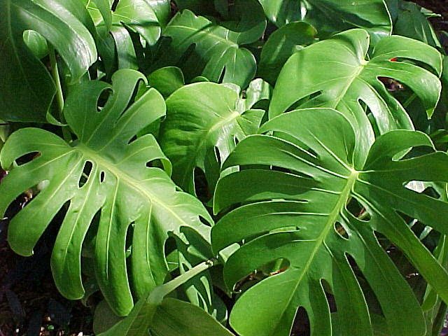 monstera04.jpg