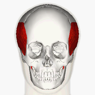 Temporal_muscle_animation_small.gif