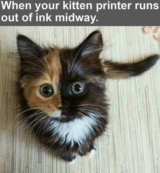 cat-kitten-printer-runs-out-ink-midway