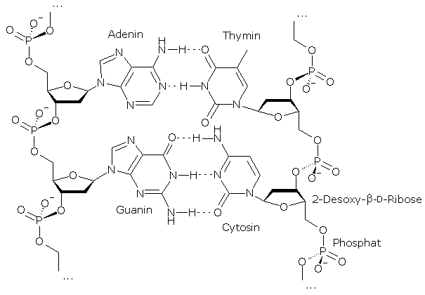 DNA_As_Structure_Formula_%28German%29.PNG