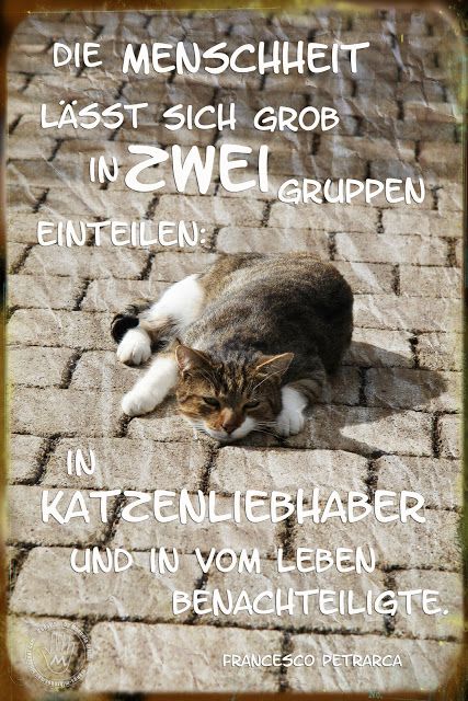 b3c55a5e2338ac7fa4f39353a79c6aa2--i-love-cats-scrapbooking.jpg