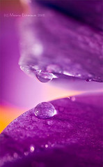 2461807149_52d04dac8b_m.jpg