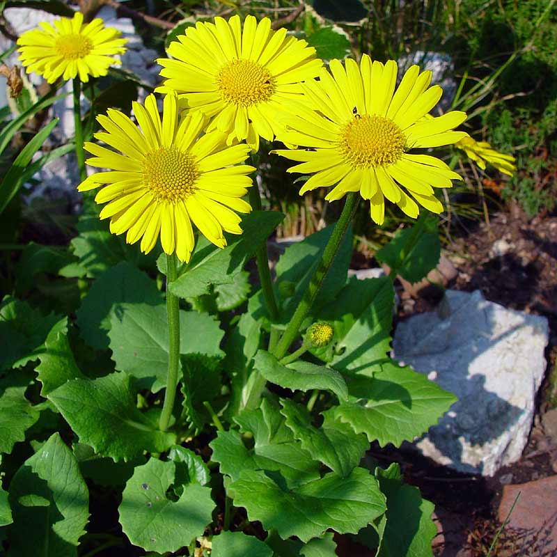 Doronicum-orientale-2.jpg