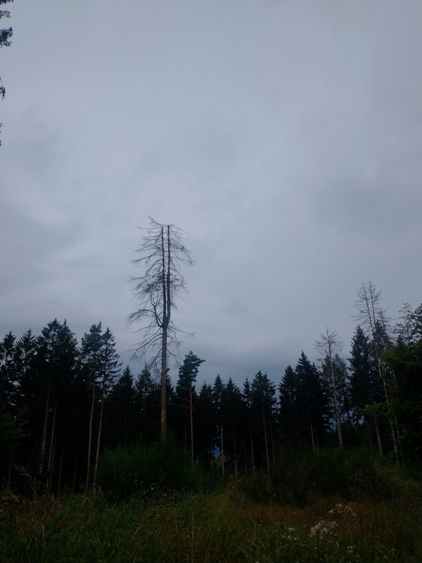 IMG-20240801-095859039-HDR-2.jpg
