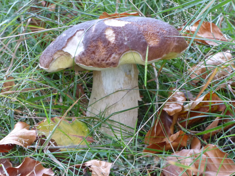 42205716ii.jpg