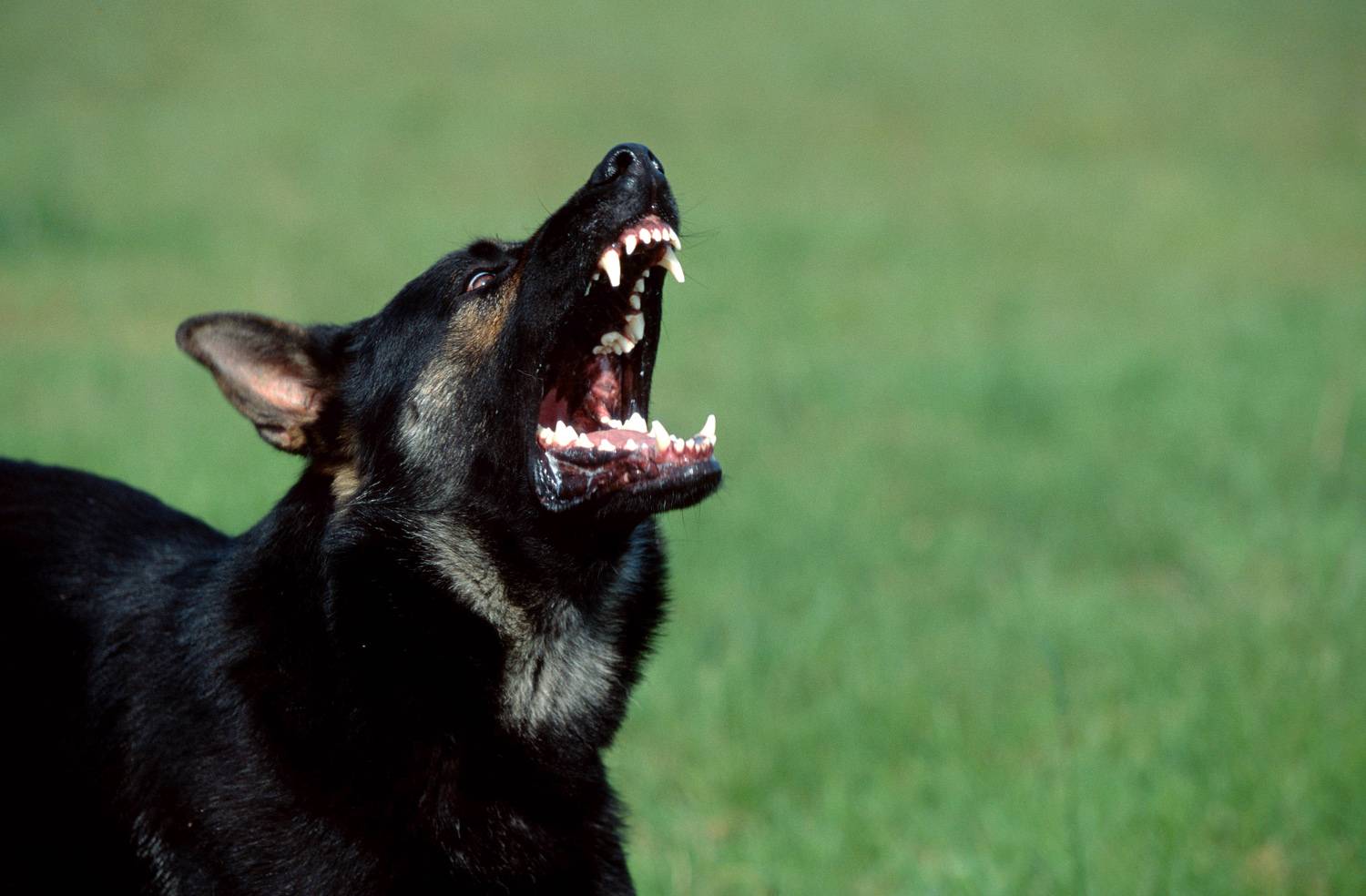 aggro-hunde_1434629305.jpg