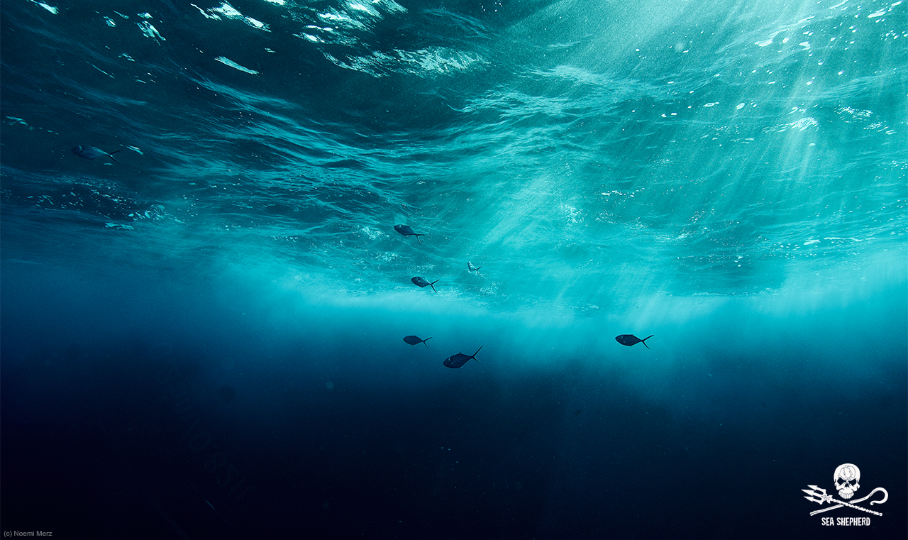 sea-shepherd.de
