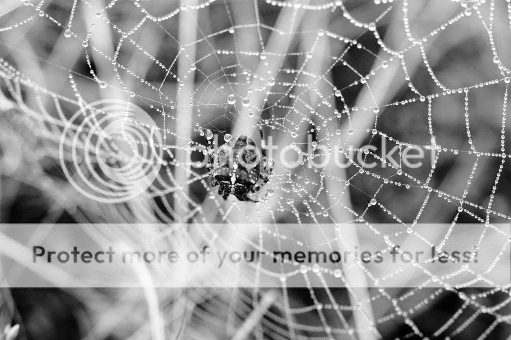 Spinne_zps9890f1b2.jpg