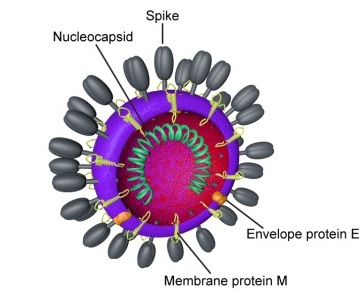 Coronavirus_virion.jpg