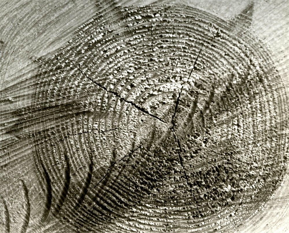 baum1.jpg