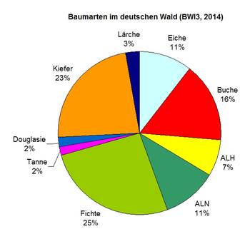 csm_baumarten_e9146a8160.jpg