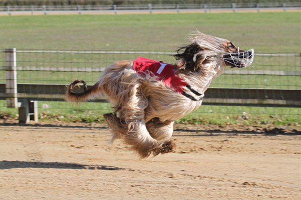 davinci-nov2011.JPG