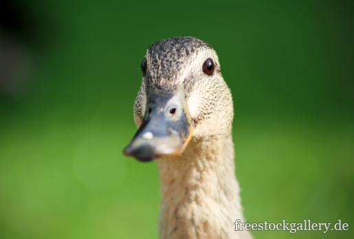 ente-614.thumb_large.jpg