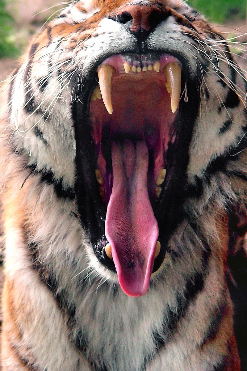800px-Tigergebiss.jpg