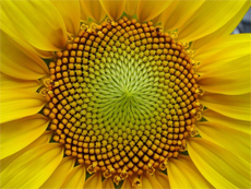 sonnenblume.jpg
