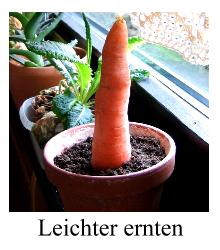 moehre.jpg