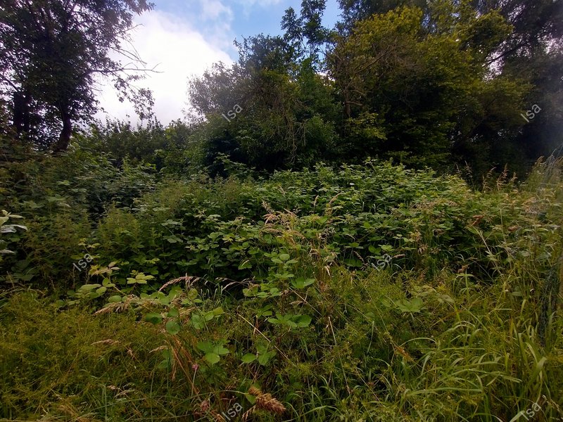 Photo-1719068426974.jpg
